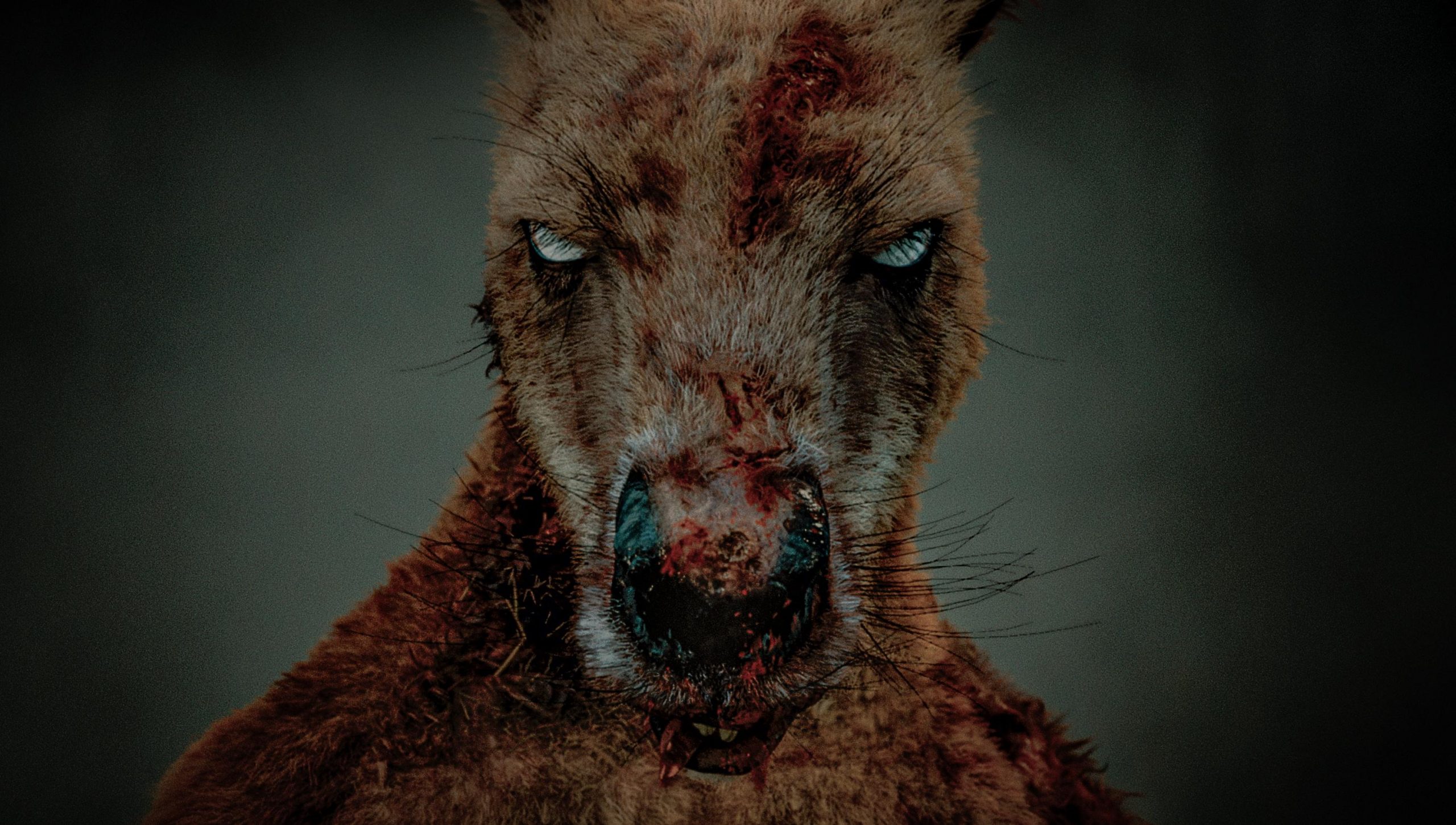 Rippy Sets a Killer Kangaroo Loose in an Unsuspecting Town