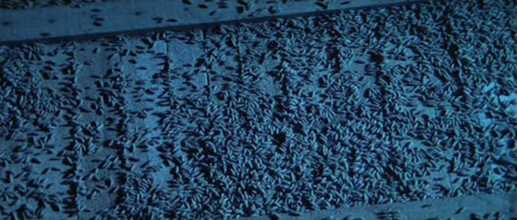 A mass of maggots crawls over a dark ceiling